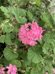 Angiospermae