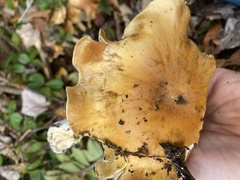 Cortinarius turmalis