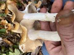 Cortinarius turmalis