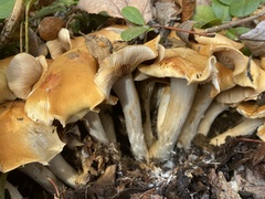 Cortinarius turmalis