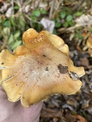 Cortinarius turmalis