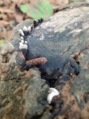 Xylaria hypoxylon