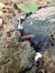Xylaria hypoxylon