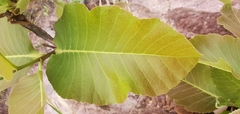 Curatella americana
