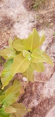 Curatella americana
