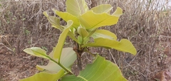 Curatella americana