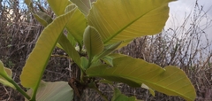 Curatella americana