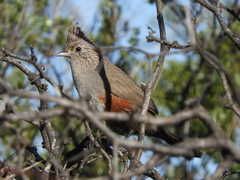 Rhinocrypta lanceolata