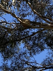 Rhipidura leucophrys