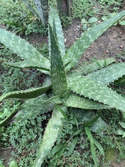 Aloe
