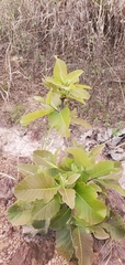 Curatella americana