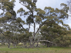 Eucalyptus largiflorens