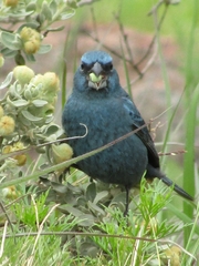 Cyanoloxia glaucocaerulea