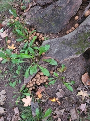 Apioperdon pyriforme