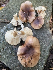 Tricholoma stans