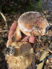 Tricholoma stans