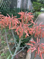 Aloe
