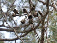 Eucalyptus largiflorens