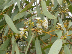 Eucalyptus largiflorens