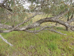 Eucalyptus largiflorens