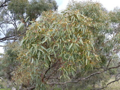 Eucalyptus largiflorens