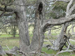 Eucalyptus largiflorens