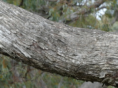 Eucalyptus largiflorens