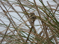 Limnoctites sulphuriferus