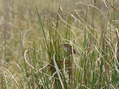 Limnoctites sulphuriferus