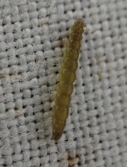 Bucculatrix bechsteinella