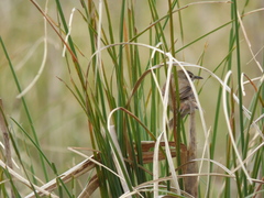 Limnoctites sulphuriferus