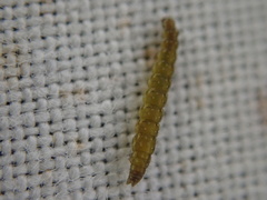 Bucculatrix bechsteinella