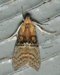 Pococera maritimalis