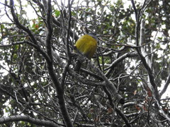 Phrygilus patagonicus