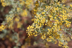 Acacia bivenosa