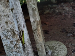 Trybliophorus peruvianus