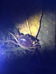 Trichodactylus crassus