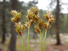 Carex mariposana