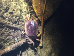 Trichodactylus crassus