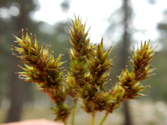 Carex mariposana