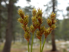 Carex mariposana