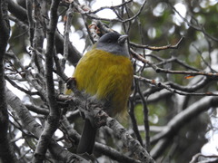 Phrygilus patagonicus