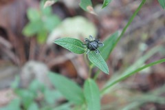 Bouvardia ternifolia