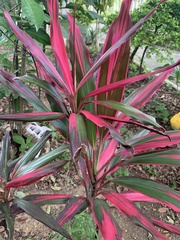 Cordyline fruticosa