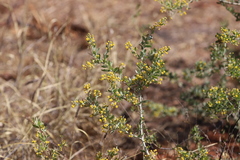 Acacia bivenosa