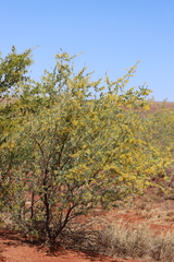 Acacia bivenosa