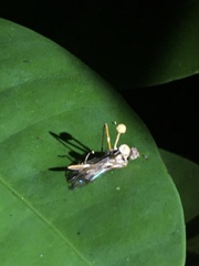 Ophiocordyceps dipterigena
