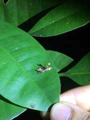 Ophiocordyceps dipterigena