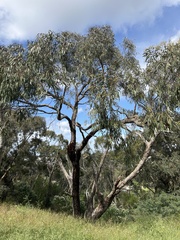Eucalyptus goniocalyx