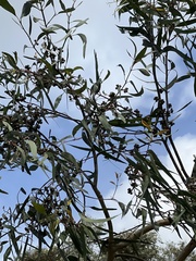 Eucalyptus goniocalyx